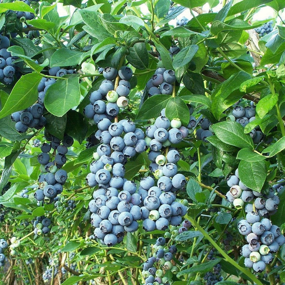 Arándano Azul Altoandino